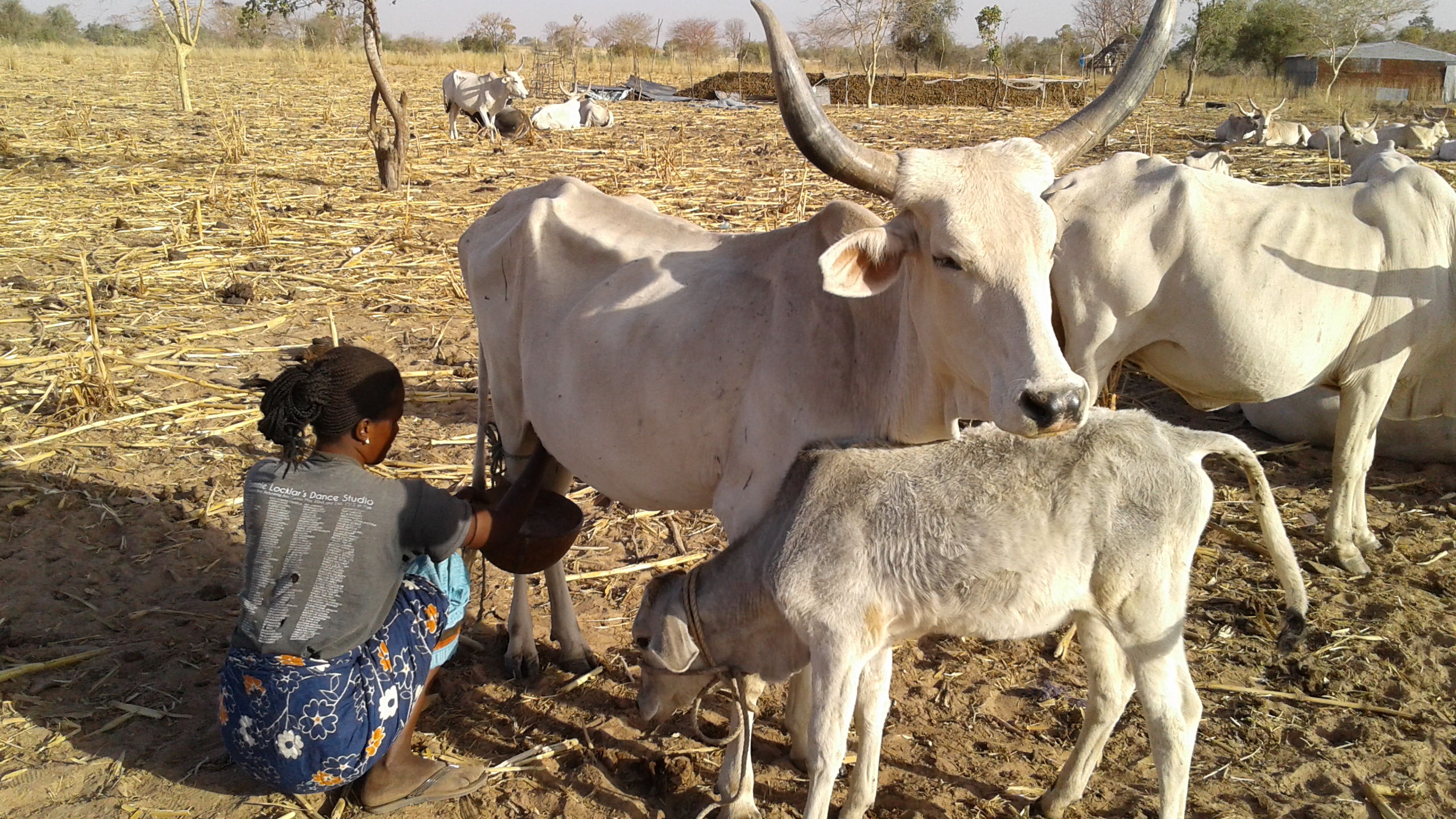 Ville Montr&eacute;al au S&eacute;n&eacute;gal