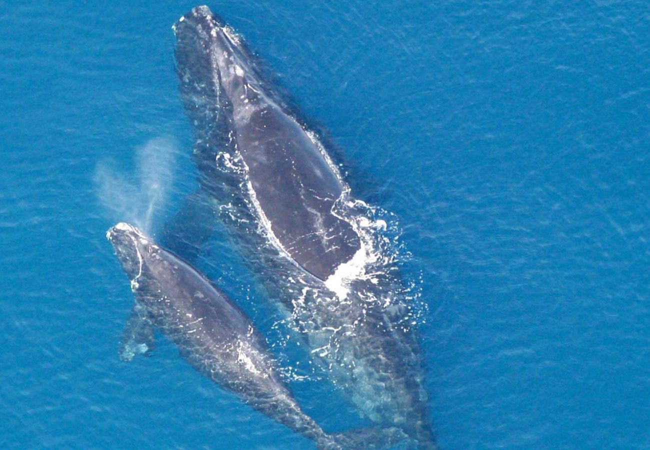MONDE VERT baleine franche de l'Atlantique nord