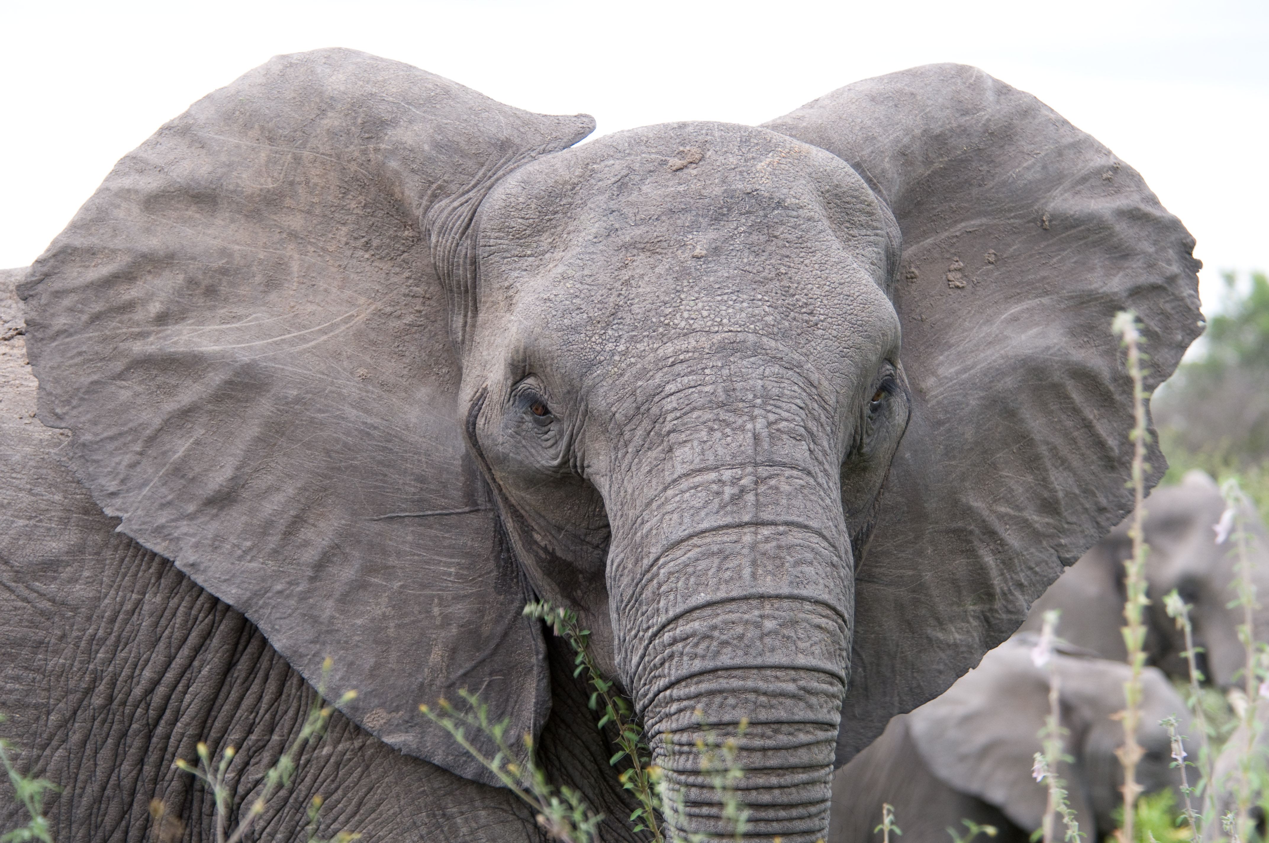 MONDE VERT éléphant Afrique