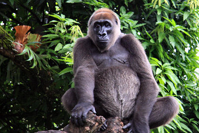 MONDE VERT Gorille de la rivière Cross_Arend de Haas_Wikicommons