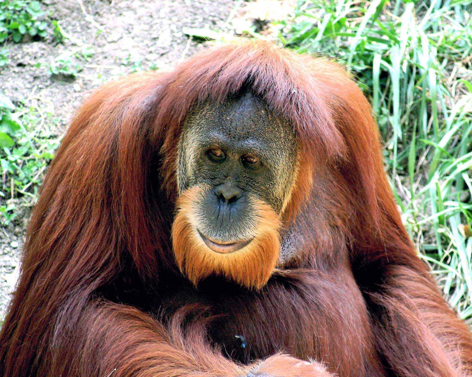 MONDE VERT orang-outan