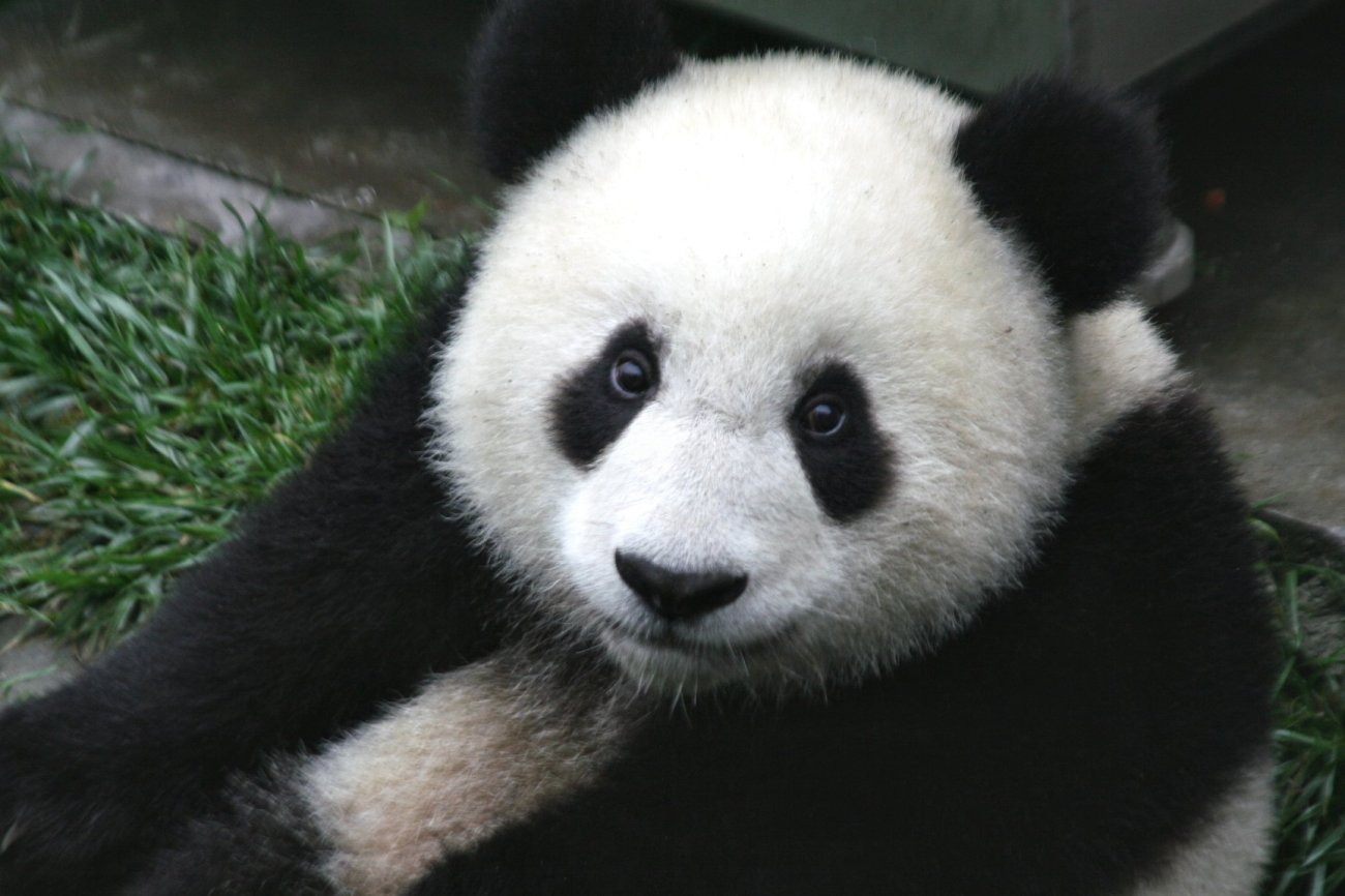 MONDE VERT panda