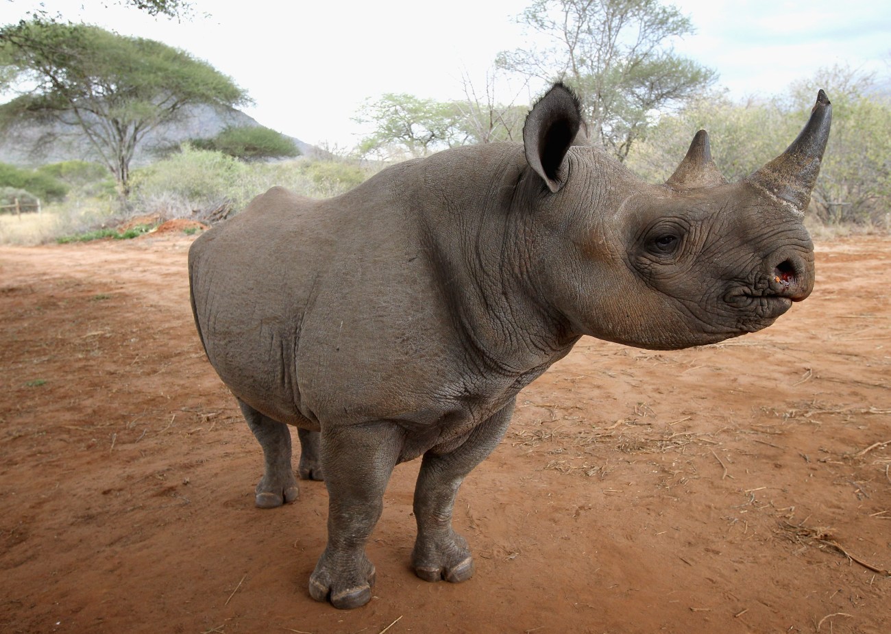 Rhino Translocation Project