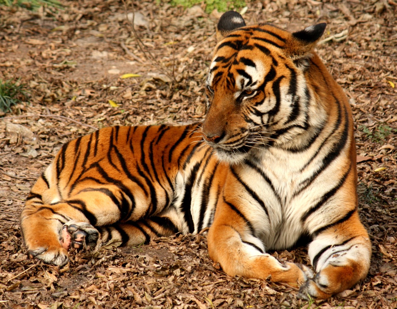 MONDE VERT Tigre de Chine méridionale_J. Patrick Fischer_Wikicommons