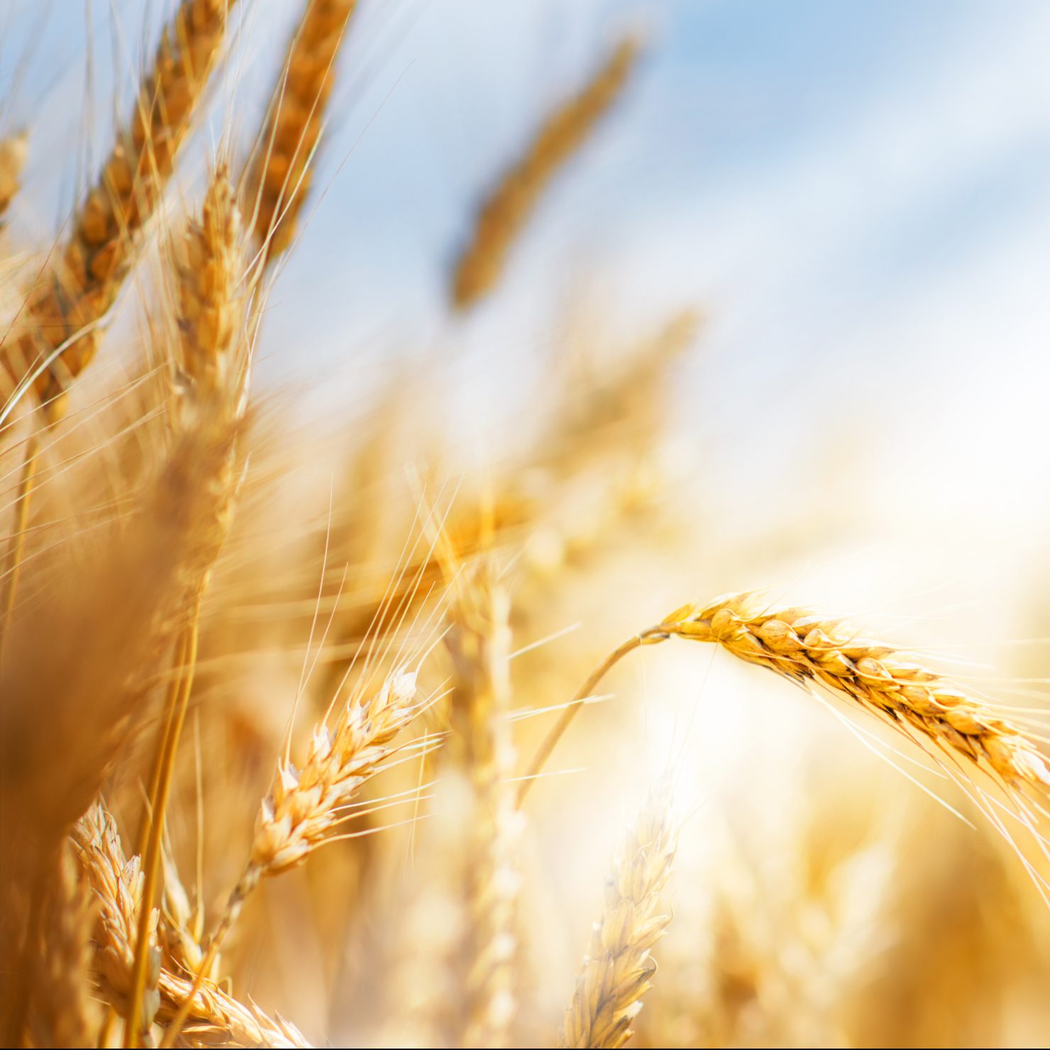 Wheat ears under sun