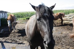 Barbie, la jument qui accompagnera Mme Desfossés durant son parcours vers Montréal.
