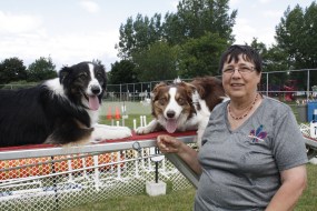 Agilit&eacute; canine