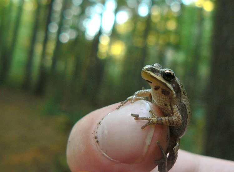 Une rainette faux-grillon sur un doigt humain, devant son milieu naturel en forêt.