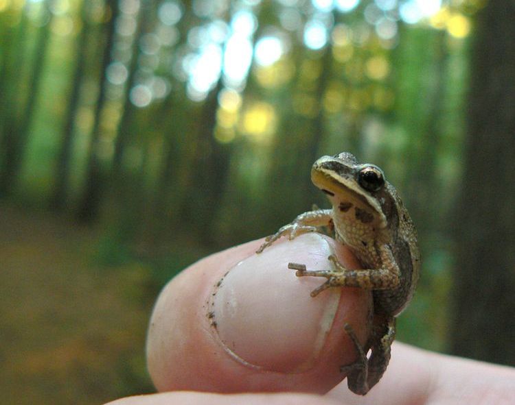 Une rainette faux-grillon sur un doigt humain, devant son milieu naturel en forêt.