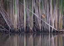 Least Bitterns, a vulnerable bird species, have been spotted in the wetland adjacent to Saint-Laurent's Technoparc.