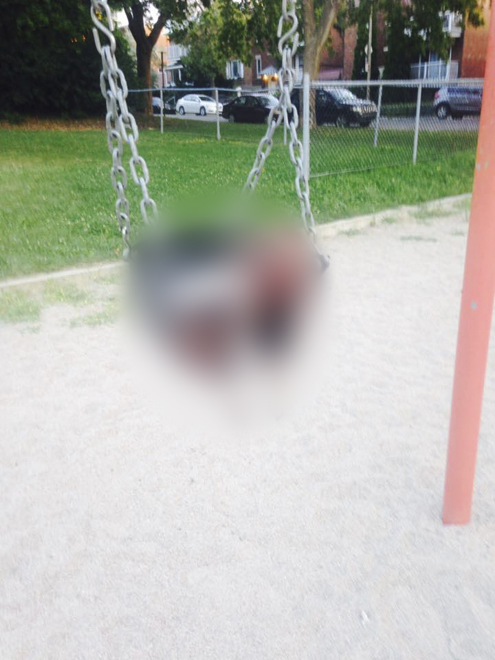 animal decapite flou