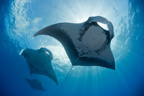 Archipielago de Revillagigedo: Giant manta ray