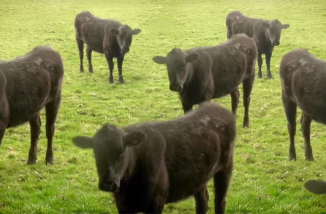 vaches cyriak