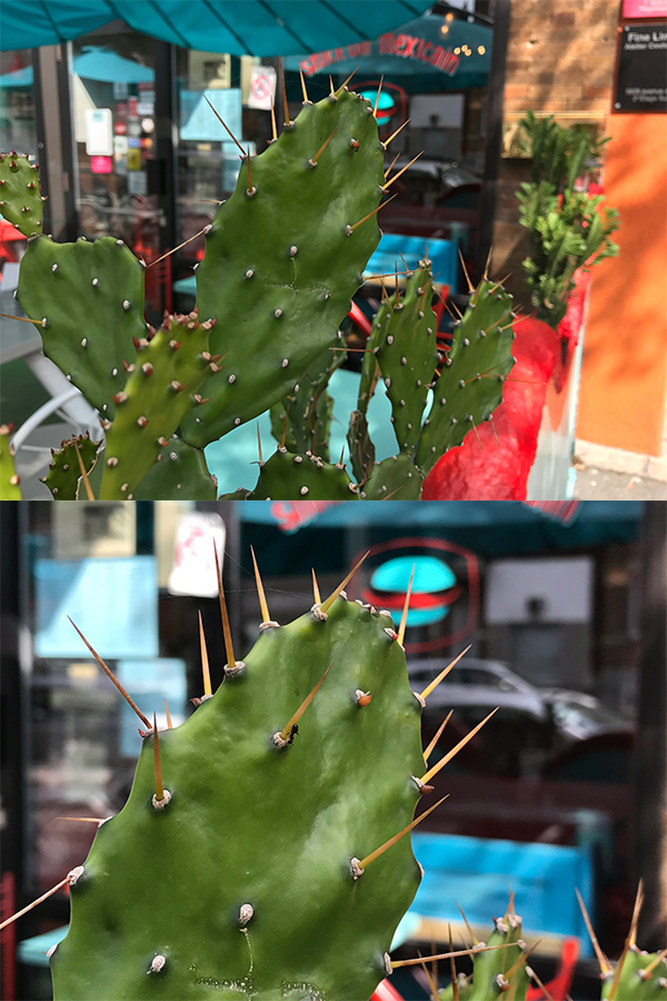camera-2-cactus