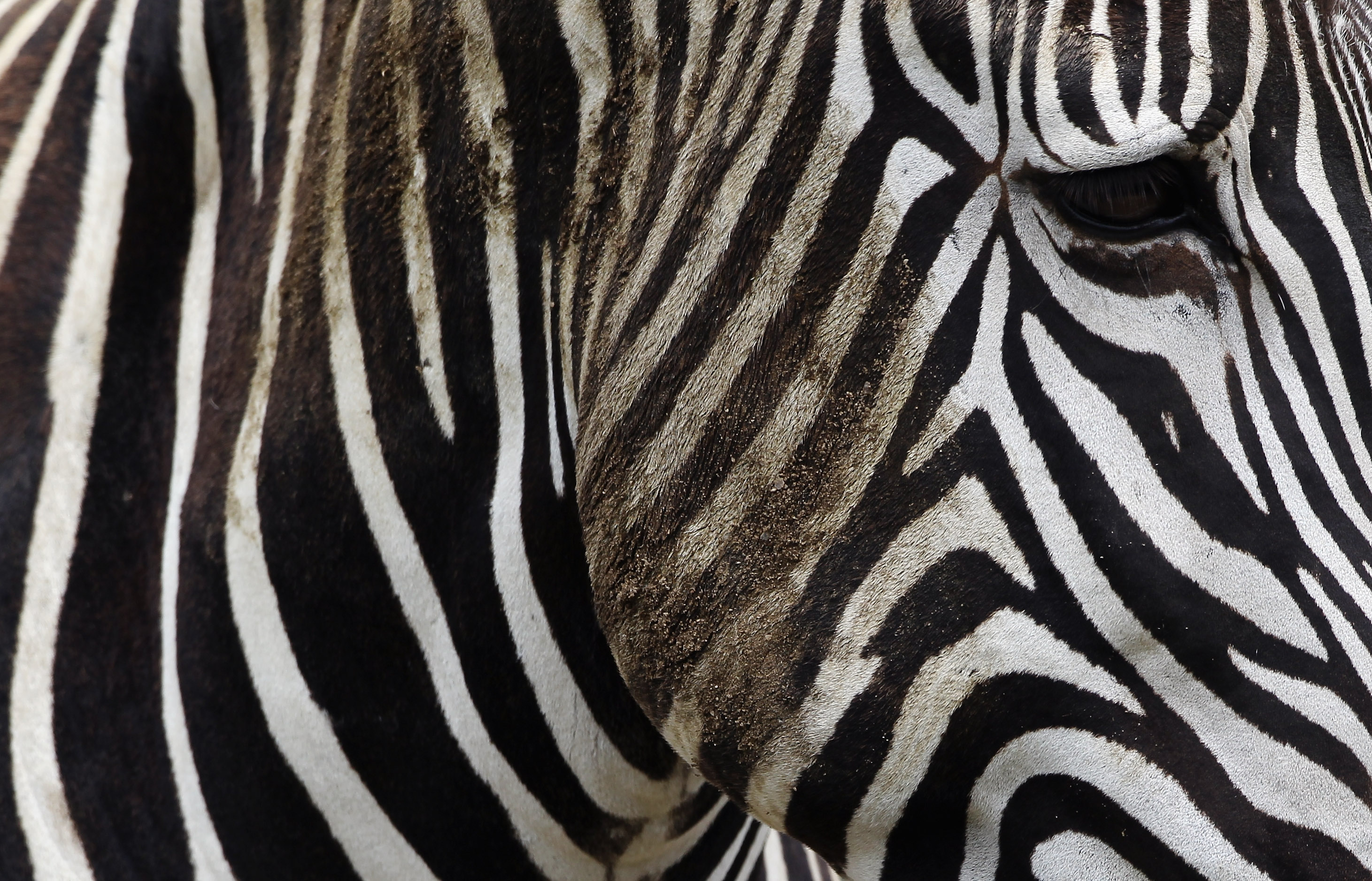 The New Arrivals At Port Lympne Wild Animal Park