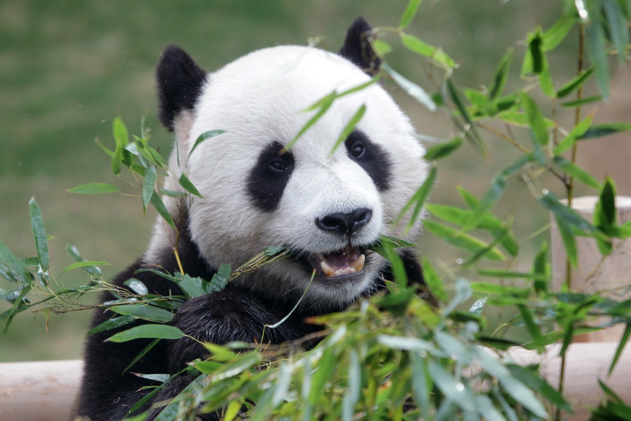 Everland Amusement Park Introduce Their New Panda Couple