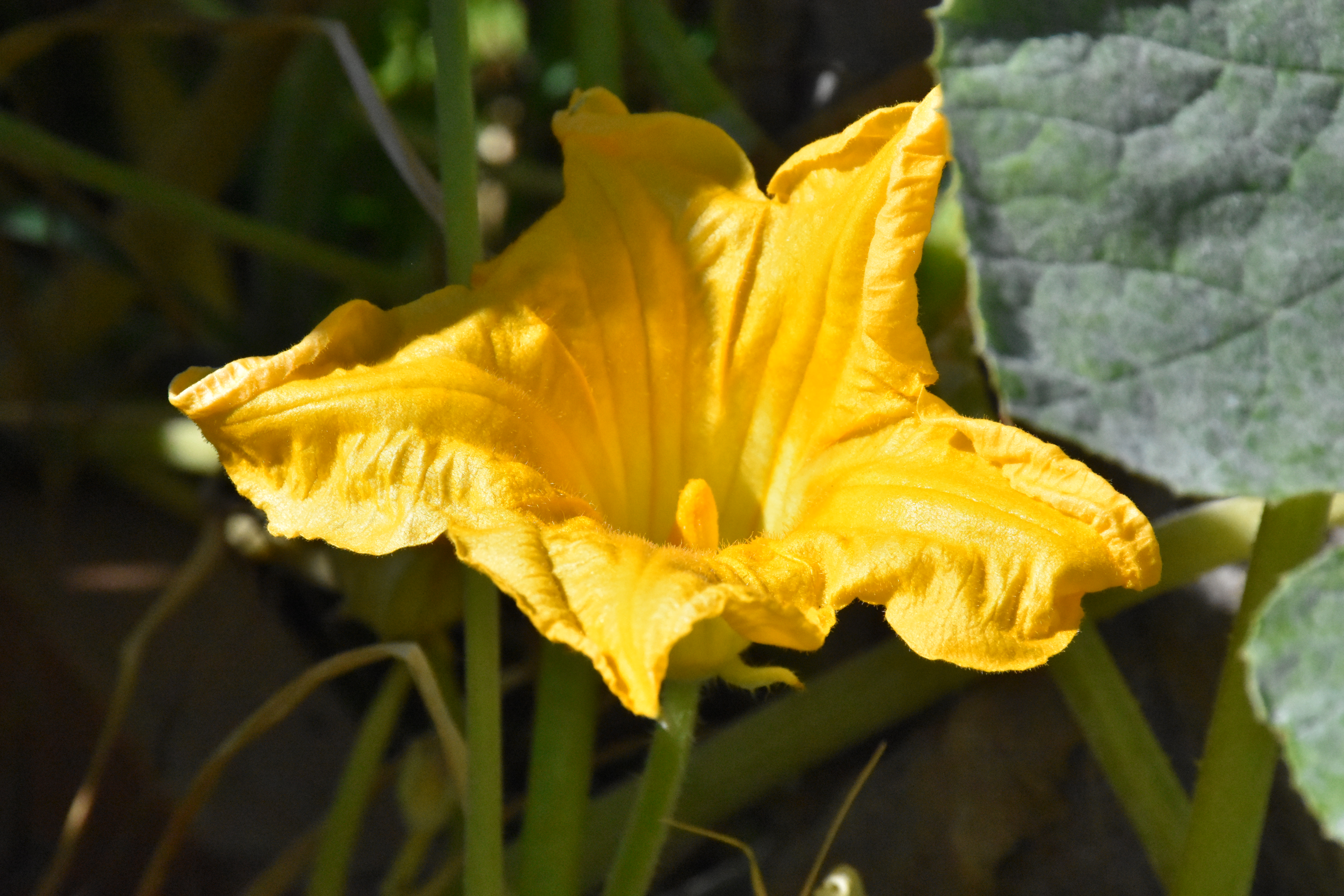 horticulture-sainte-anne_vicky-michaud-13