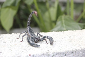 scorpion