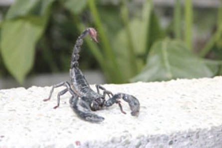 scorpion