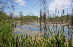 Saint-Laurent's Technoparc is home to precious wetlands and 80 - 90 nesting bird species. 