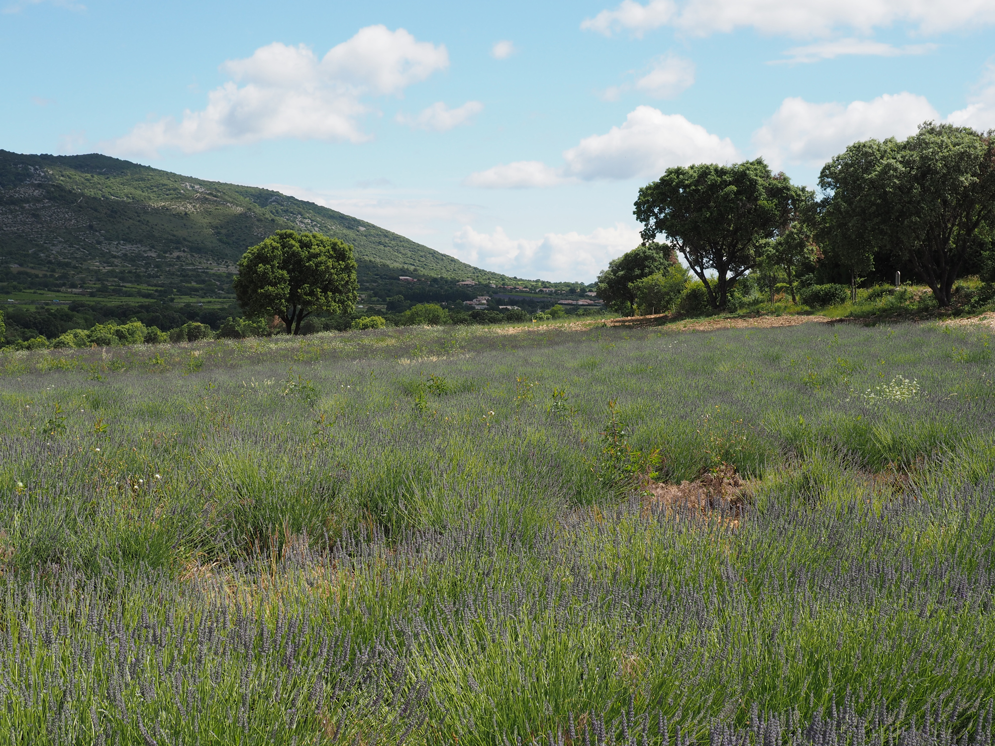 musée de la lavande