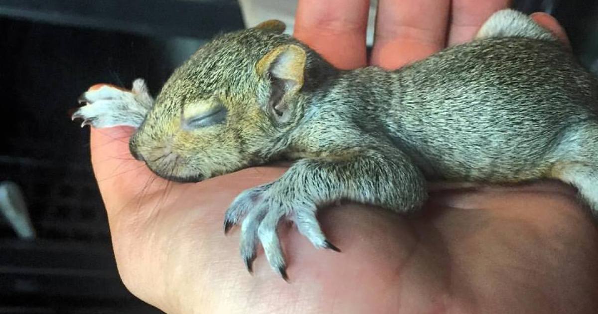Peut-on adopter et apprivoiser un écureuil sauvage ?