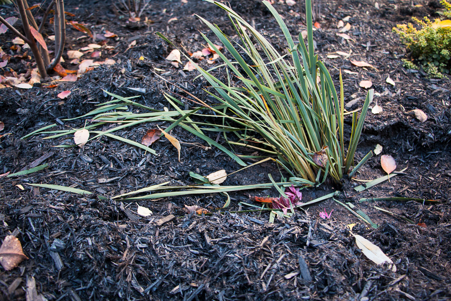 ruelle-verte-ecrasee Hutchison