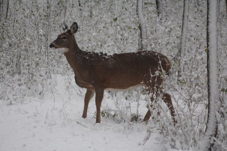 Serge Sicotte a pris cette photo d'un cerf de Virginie femelle le matin du 21 novembre 2016 dans le parc-nature de la Pointe-aux-Prairies, alors recouvert de la premi&egrave;re neige de la saison.