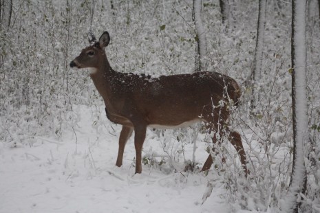 Serge Sicotte a pris cette photo d'un cerf de Virginie femelle le matin du 21 novembre 2016 dans le parc-nature de la Pointe-aux-Prairies, alors recouvert de la première neige de la saison.