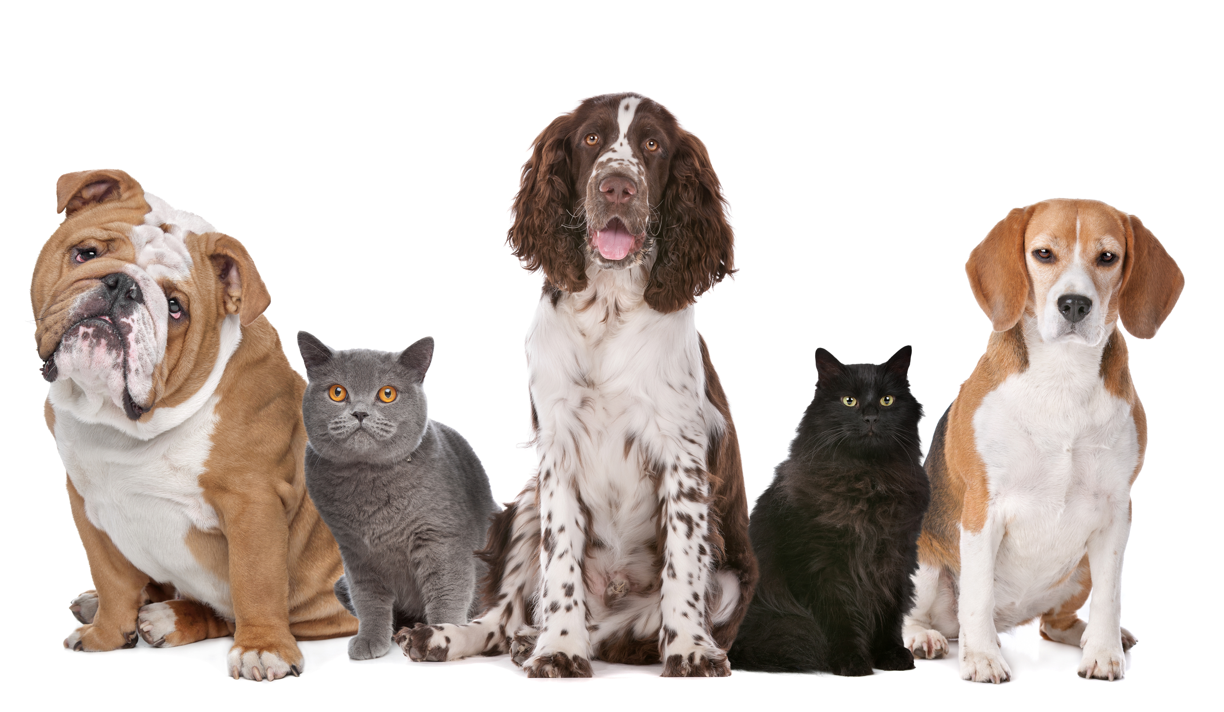 17e Salon des animaux de compagnie à Montréal... sans les