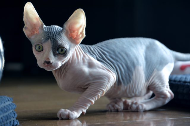 Des Chats Rases Vendus Sur Kijiji Comme Etant Des Sphynx