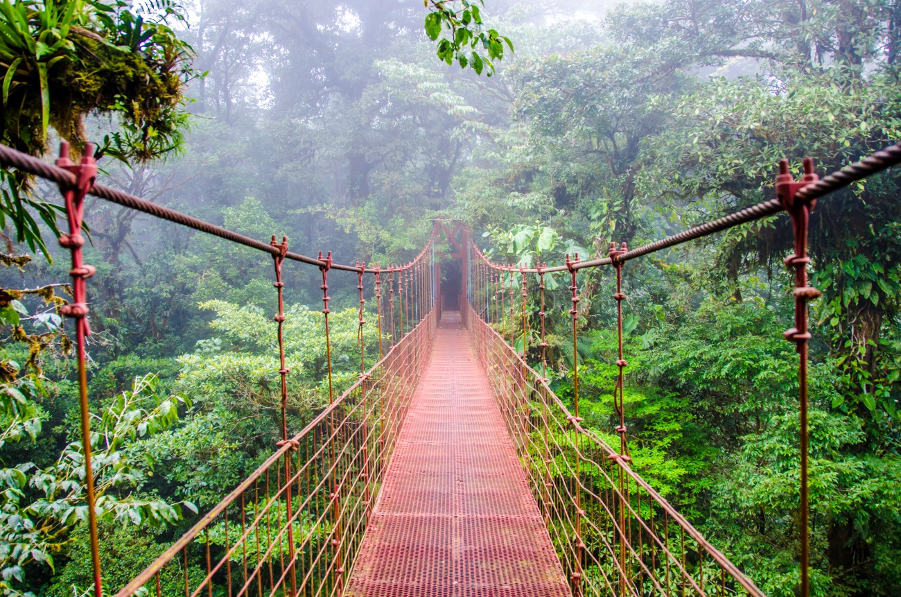 Bridge in Rainforest - Monteverde, beautiful cloudforest in the north of Costa Rica
