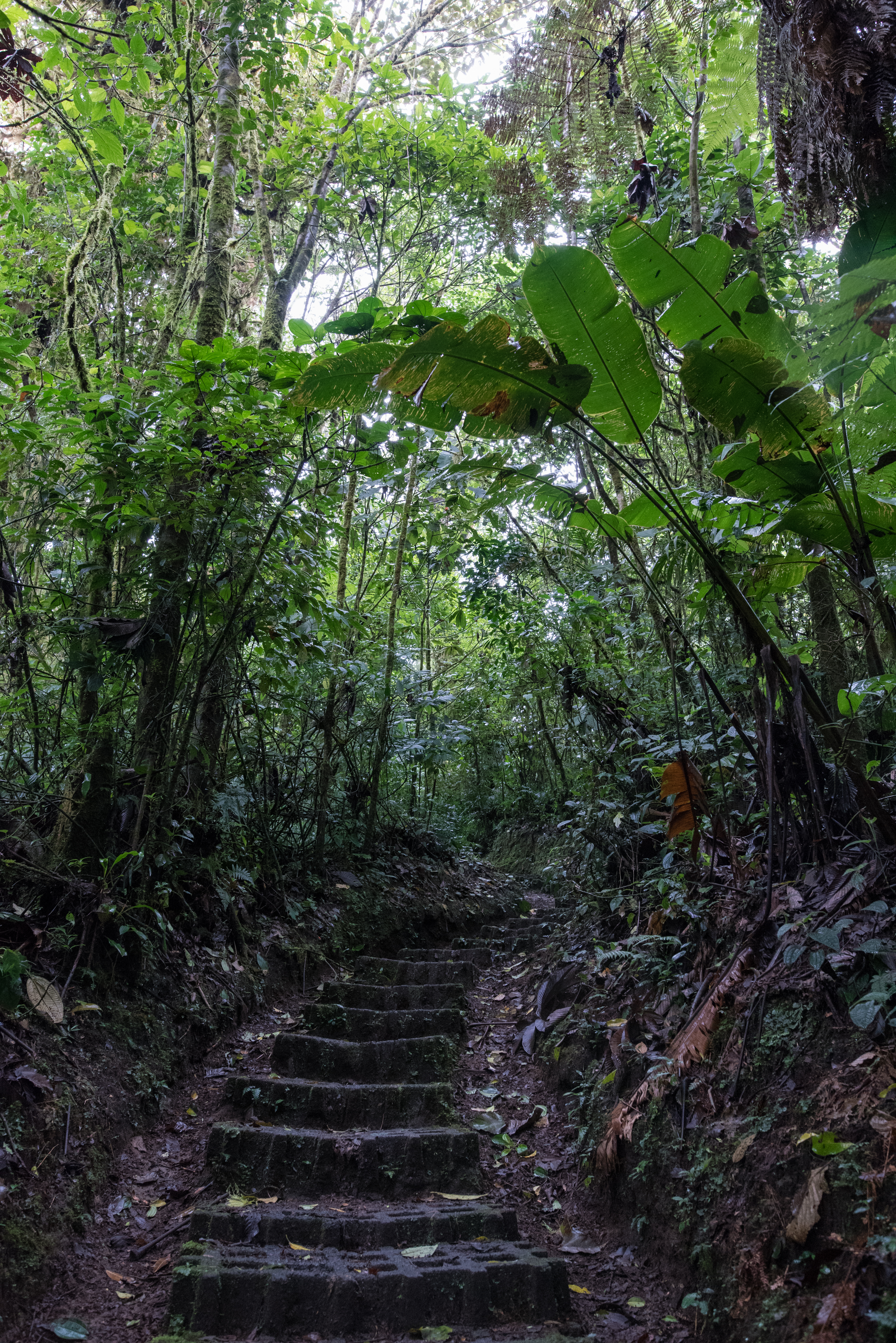 Impressions of the Cloud Rainforest of Monteverde and Santa Elena in Costa Rica. The place to visit a wonderful and mysterious forest in the clouds which is protected as National Park
