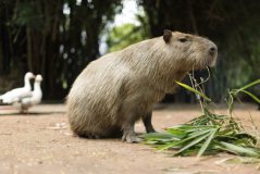 A capybara eats a plant at the zoo in Asuncion, Paraguay, Friday Feb. 18, 2011. The hunt continues for two large rodents - dubbed by staff as Bonnie and Clyde - that escaped a Toronto zoo. Megan Price, a spokeswoman with the city's Parks, Forestry and Recreation division that runs High Park Zoo, says staff are focusing on the area's creeks as they search for two missing capybaras, which resemble tailless beavers with short legs. THE CANADIAN PRESS/AP/Jorge Saenz
