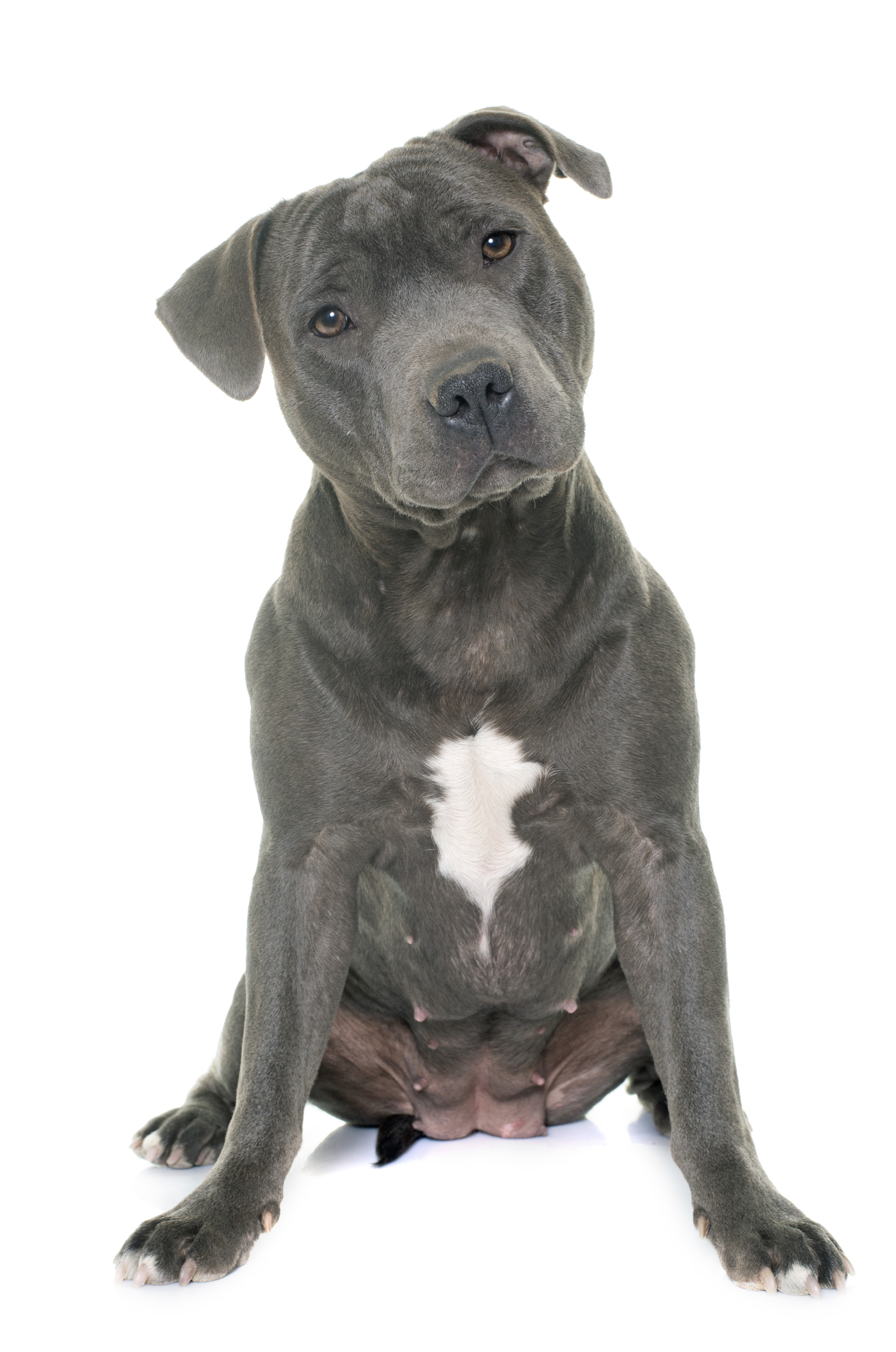 staffordshire bull terrier in front of white background