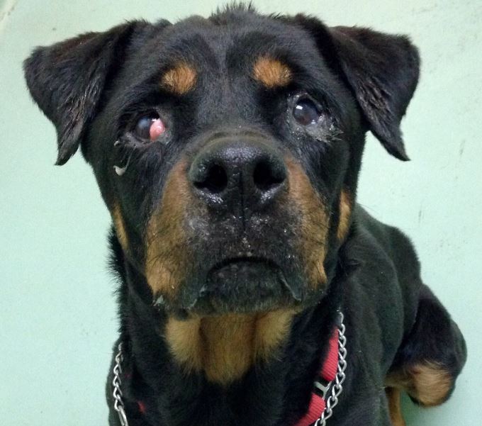 spca-chien-abandonne-parc-angrignon-1