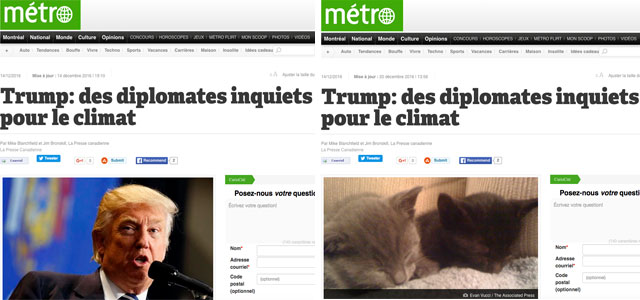 Make America Kittens Again avant après
