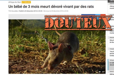 becc81becc81-rats-site-web