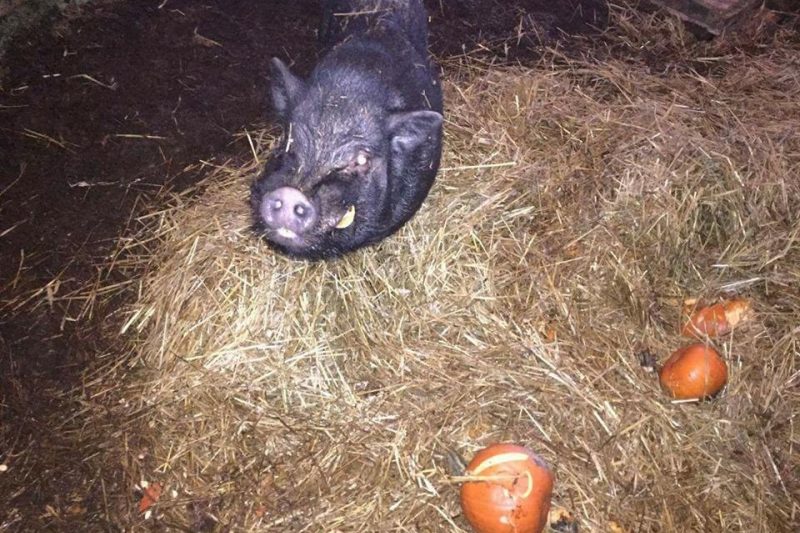 Actes de vandalisme dans un refuge pour animaux de Sainte