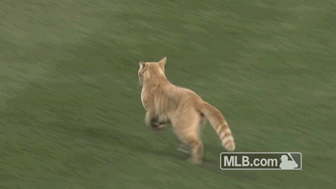 chat baseball gif