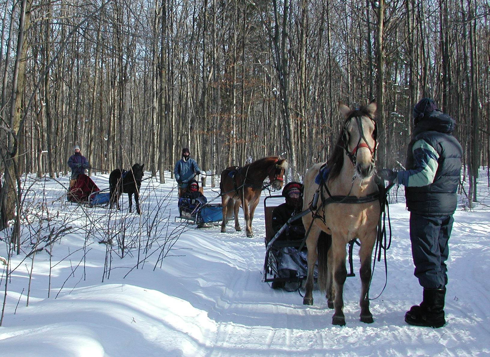 cahier-poney_bois_01_jpg6