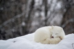 cahier-zoo-ecomuseum-renard-arctique