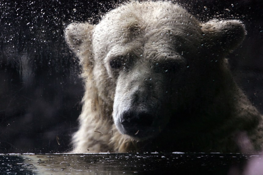 Ours Polaires En Danger