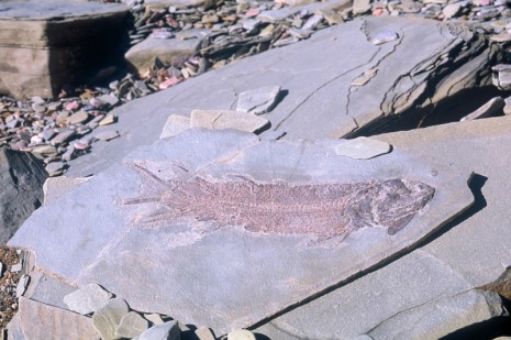 Devonian period fossil site seaside cliff at Miguasha, on the south shore of the Gaspé facing Baie des Chaleurs. / Fossiles dévoniendu site des falaises de Miguasha, sur la rive sud de la Gaspésie, face à la Baie des Chaleurs.