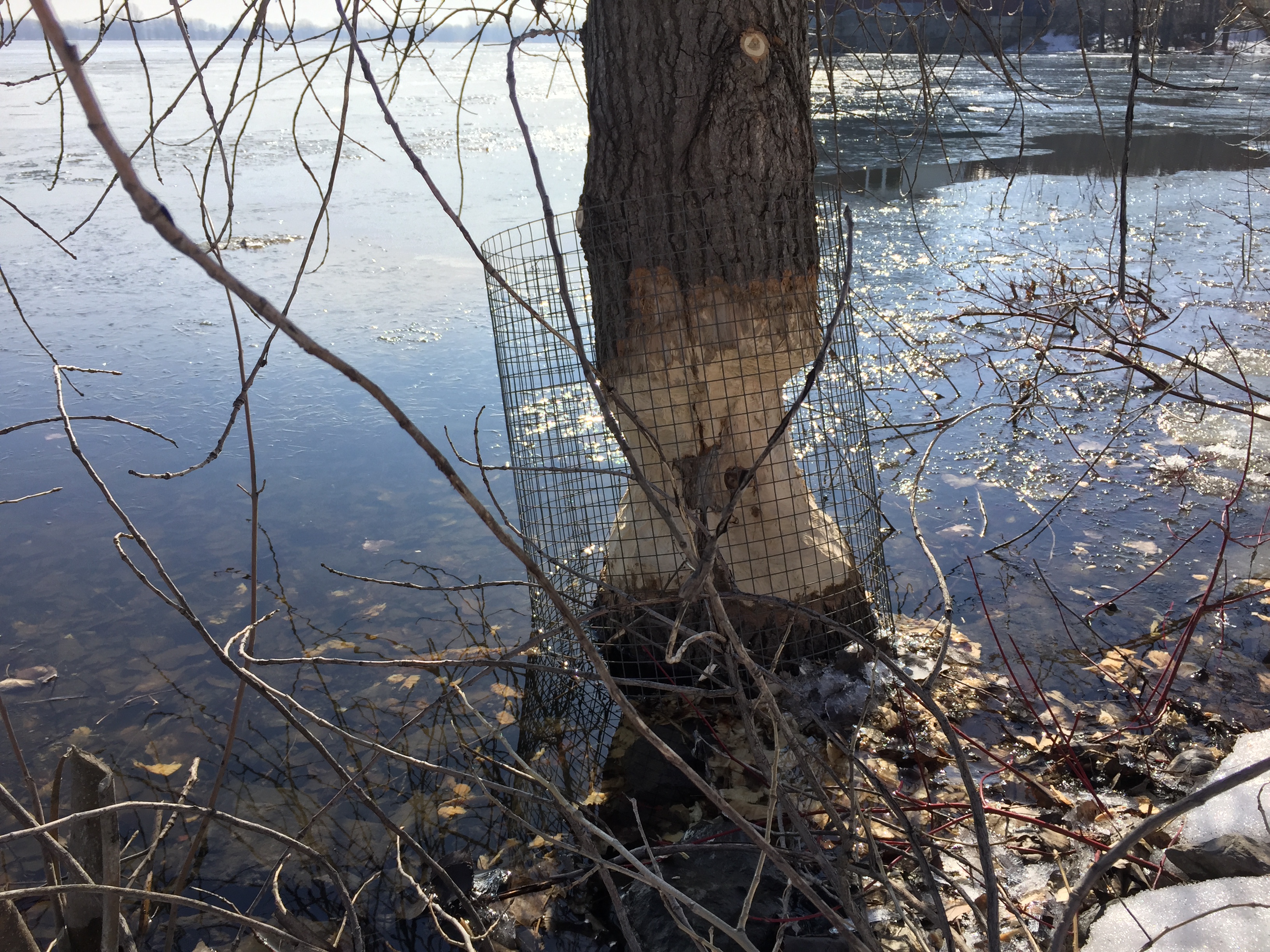 arbres-ronges-castors-mtl-est-6