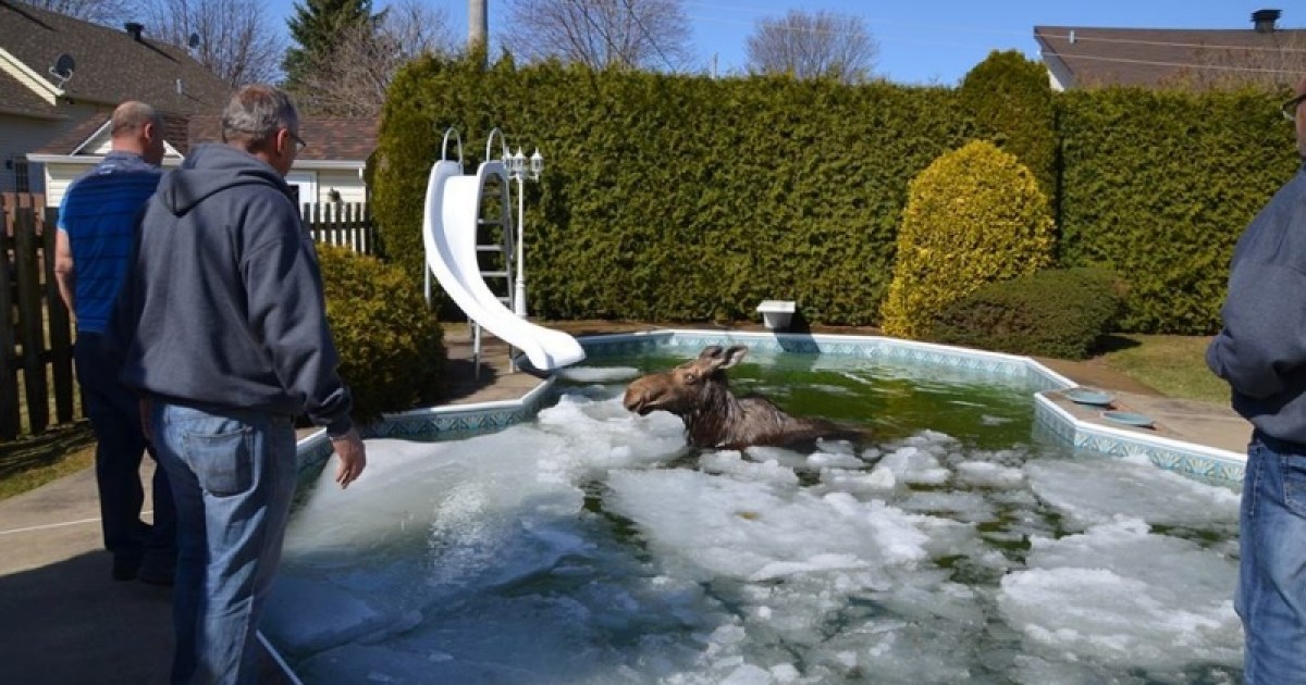 Un orignal pris au piège dans une piscine à SaintLinLaurentides