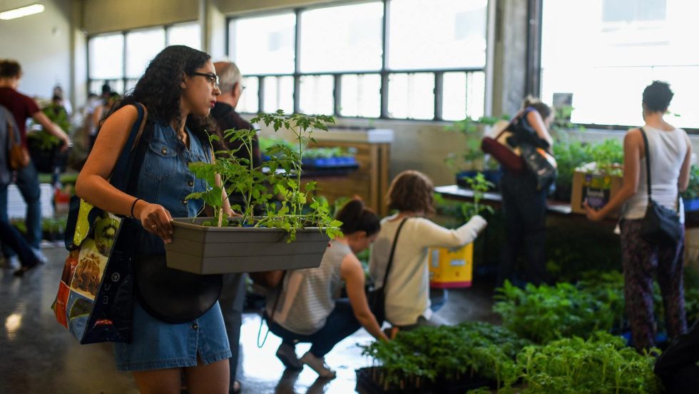 Plus de 5000 semis seront mis en vente.