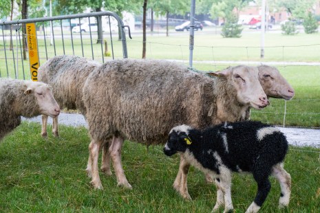 Le moutons fouleront de nouveau l'herbe du parc du Pélican cet été.