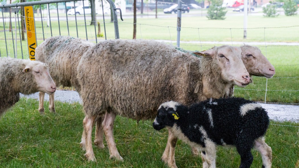 Le moutons fouleront de nouveau l'herbe du parc du Pélican cet été.