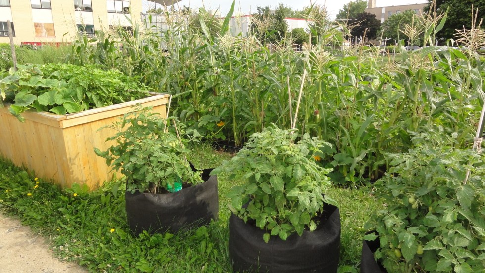 Le site du projet Jardins Skawanoti au campus du Cégep Marie-Victorin